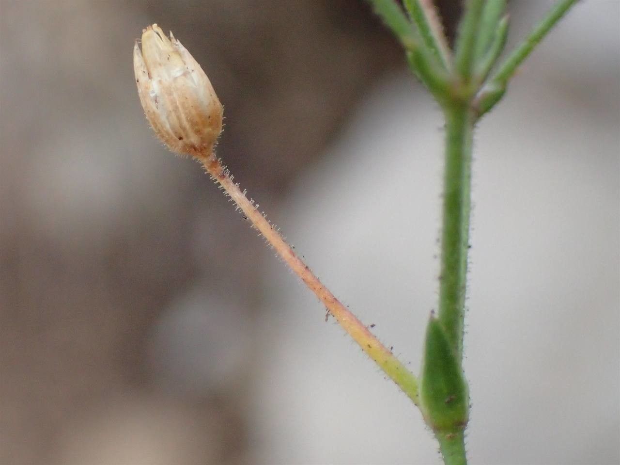 Minuartia verna fruit