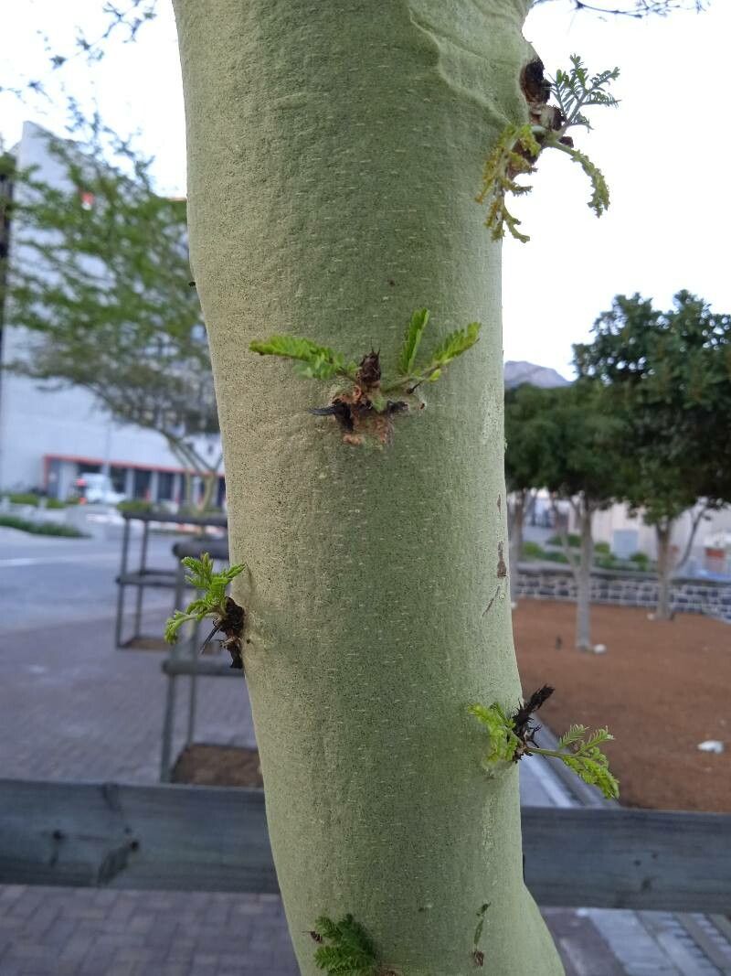 Vachellia xanthophloea bark