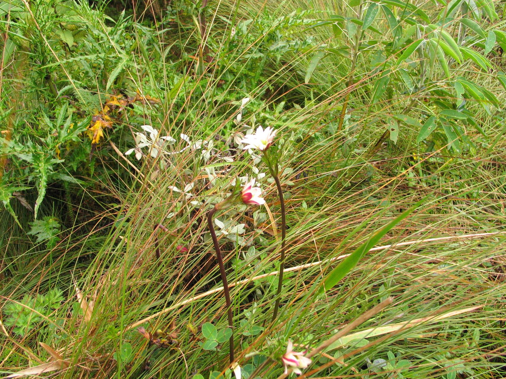 Anemone thomsonii habit