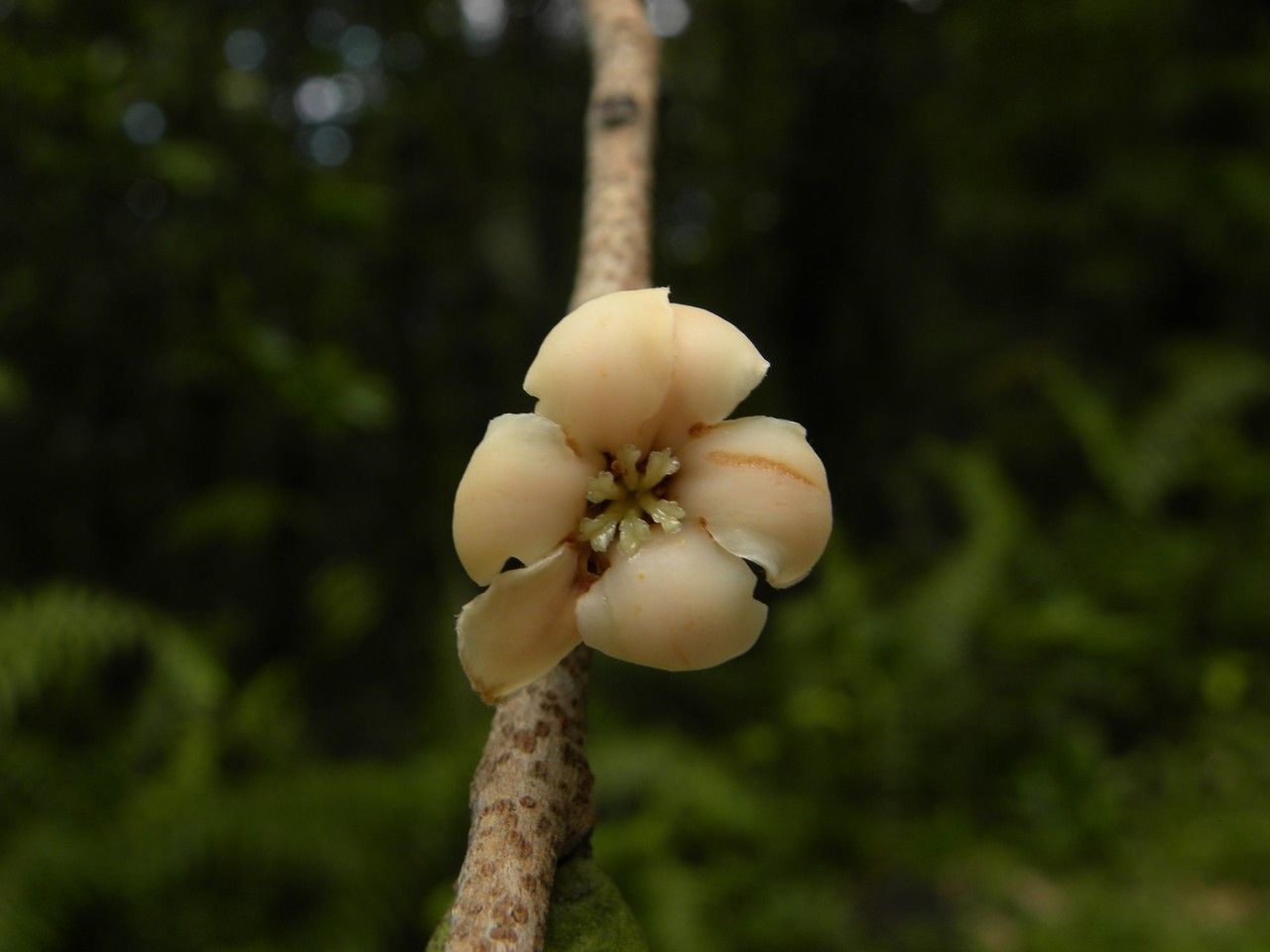Diospyros borbonica flower