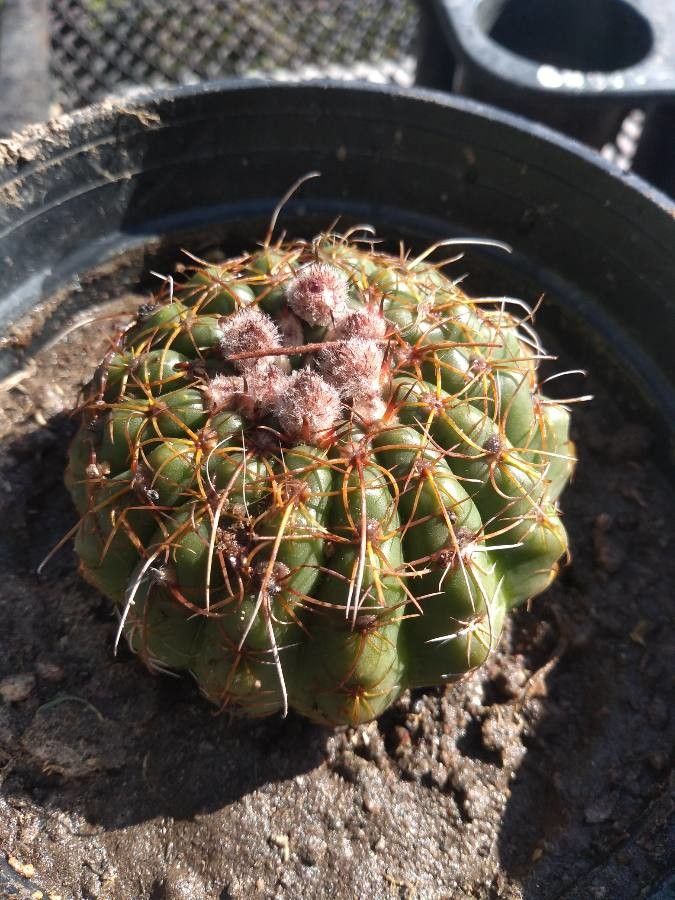 Melocactus ernestii bark