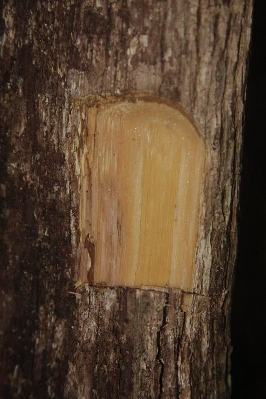 Pouteria filipes other