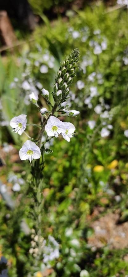 Veronica gentianoides flower