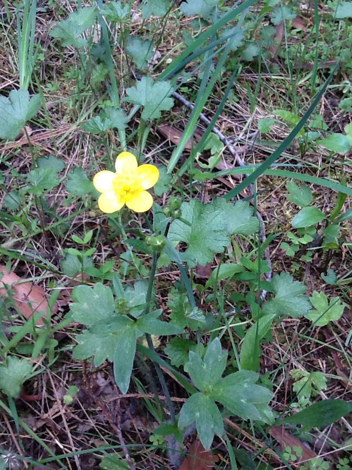 Ranunculus occidentalis habit