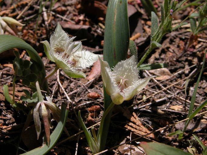 Calochortus westonii flower