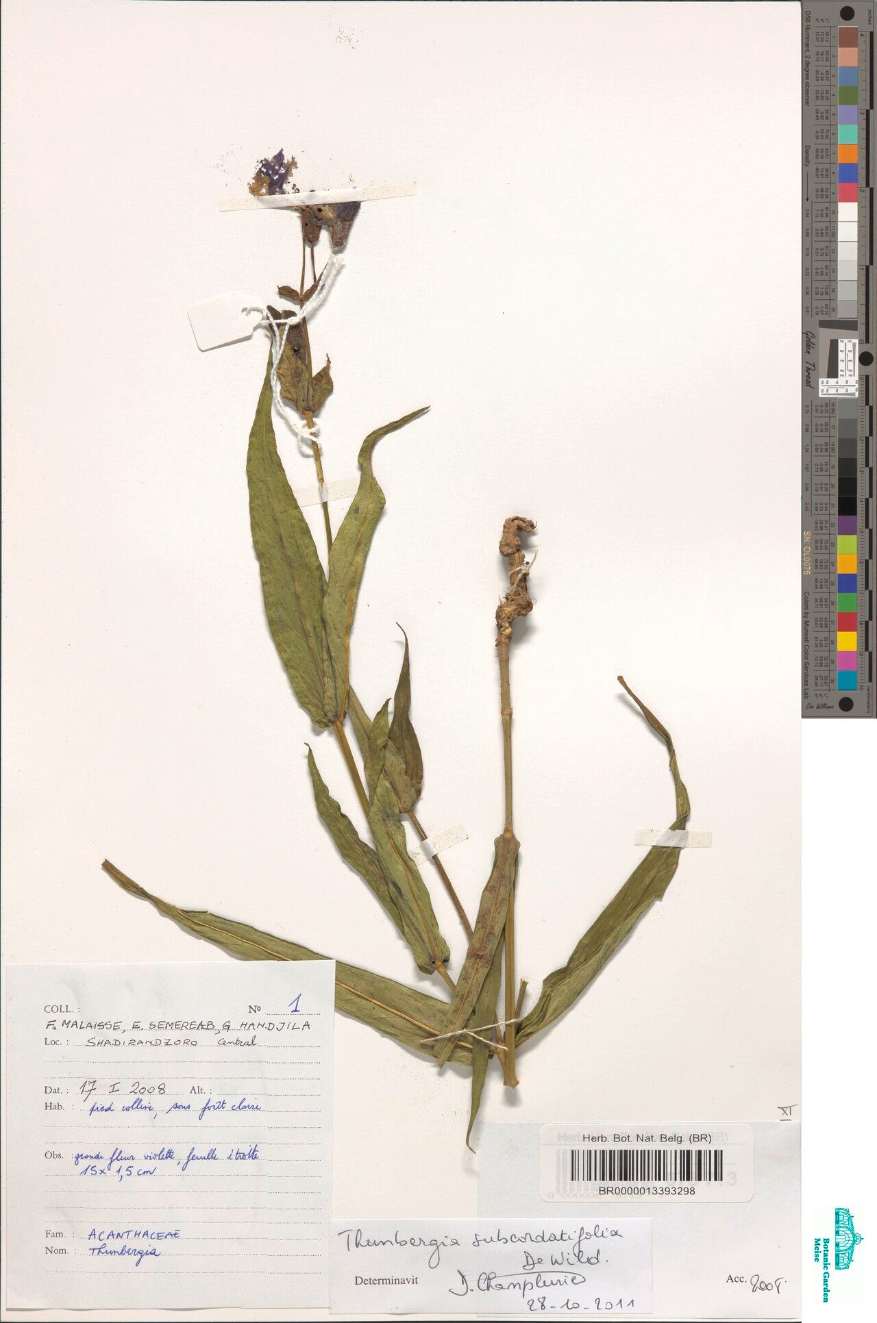 Thunbergia subcordatifolia — search result for 'Thunbergia'