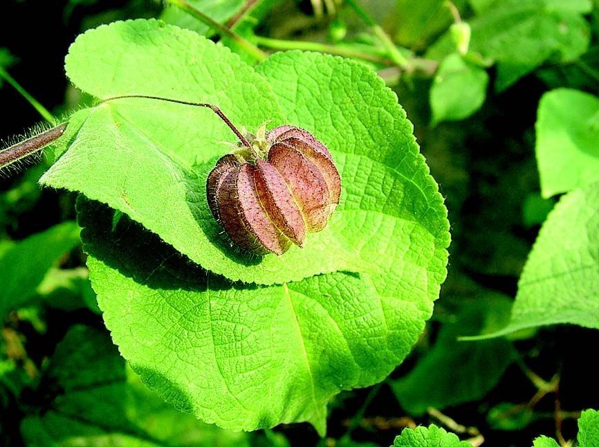 Herissantia crispa fruit