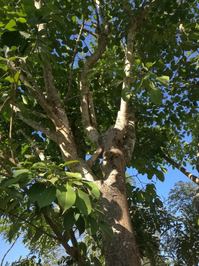 Ficus geniculata — houseplant care guide