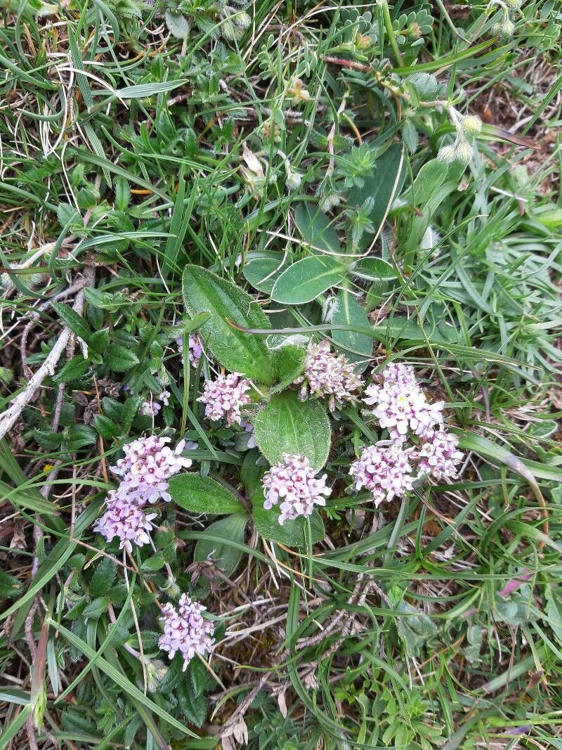 Valeriana supina habit