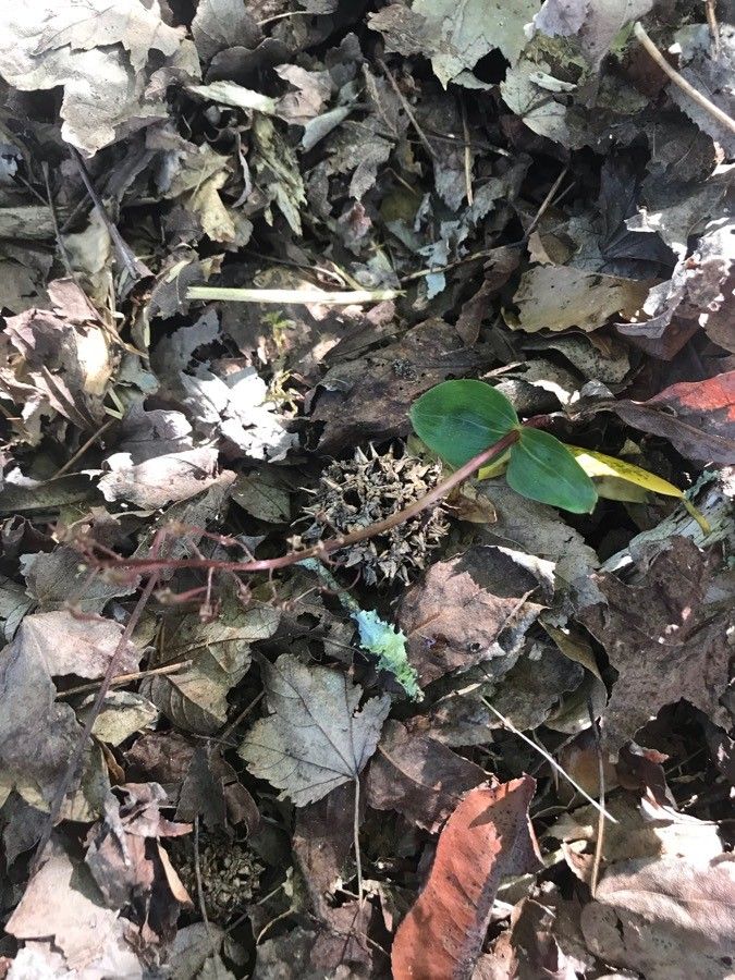 Listera auriculata — search result for 'Labrador'