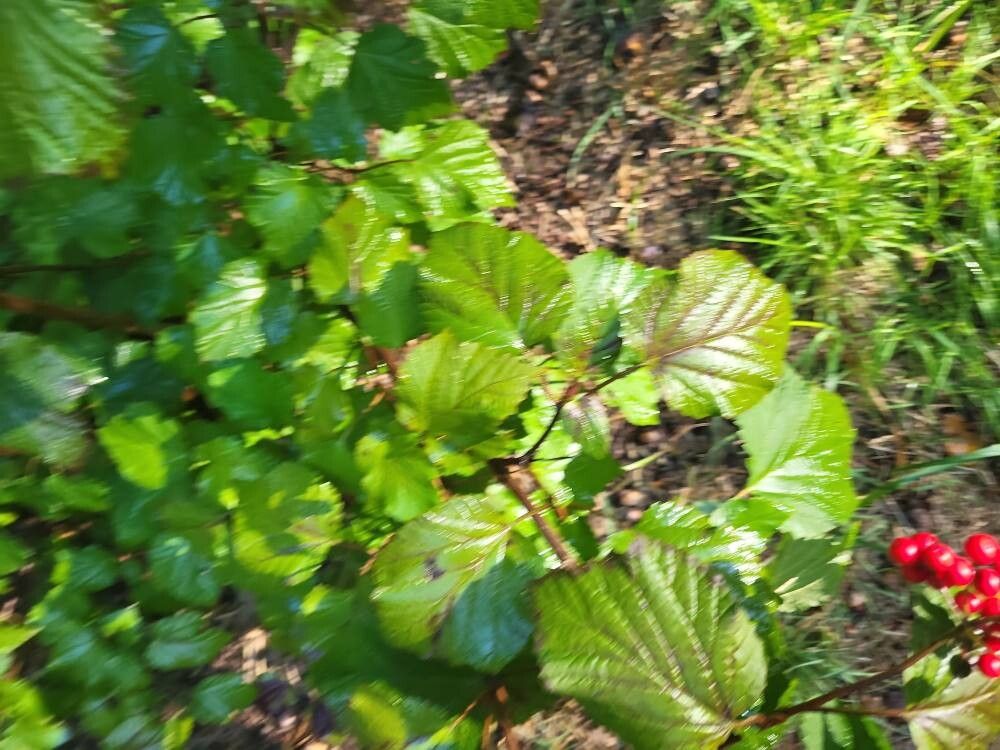 Viburnum orientale — search result for 'Viburnum'