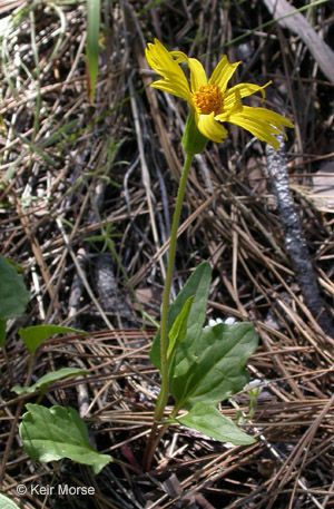 Arnica cernua habit