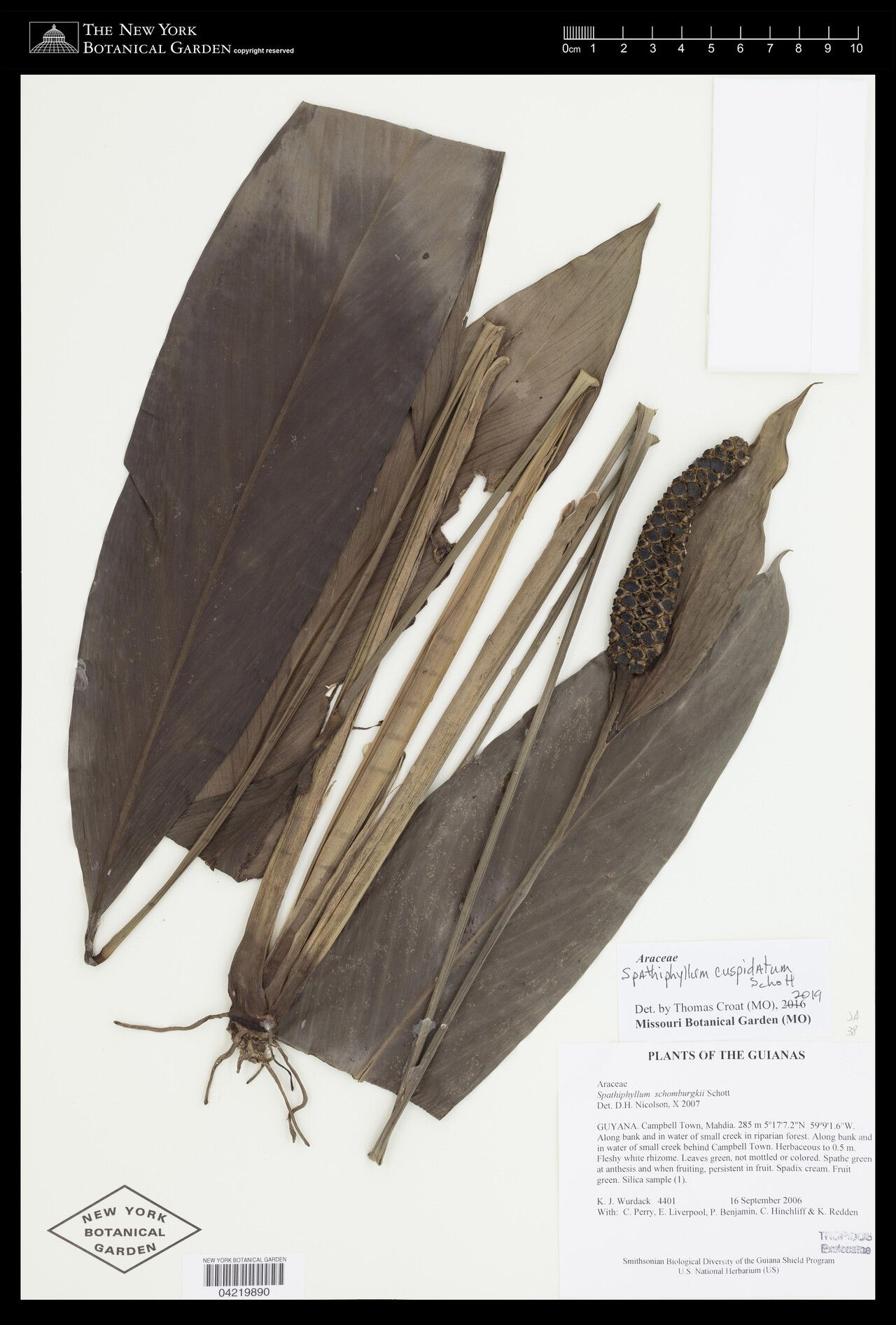 Spathiphyllum cuspidatum — houseplant care guide