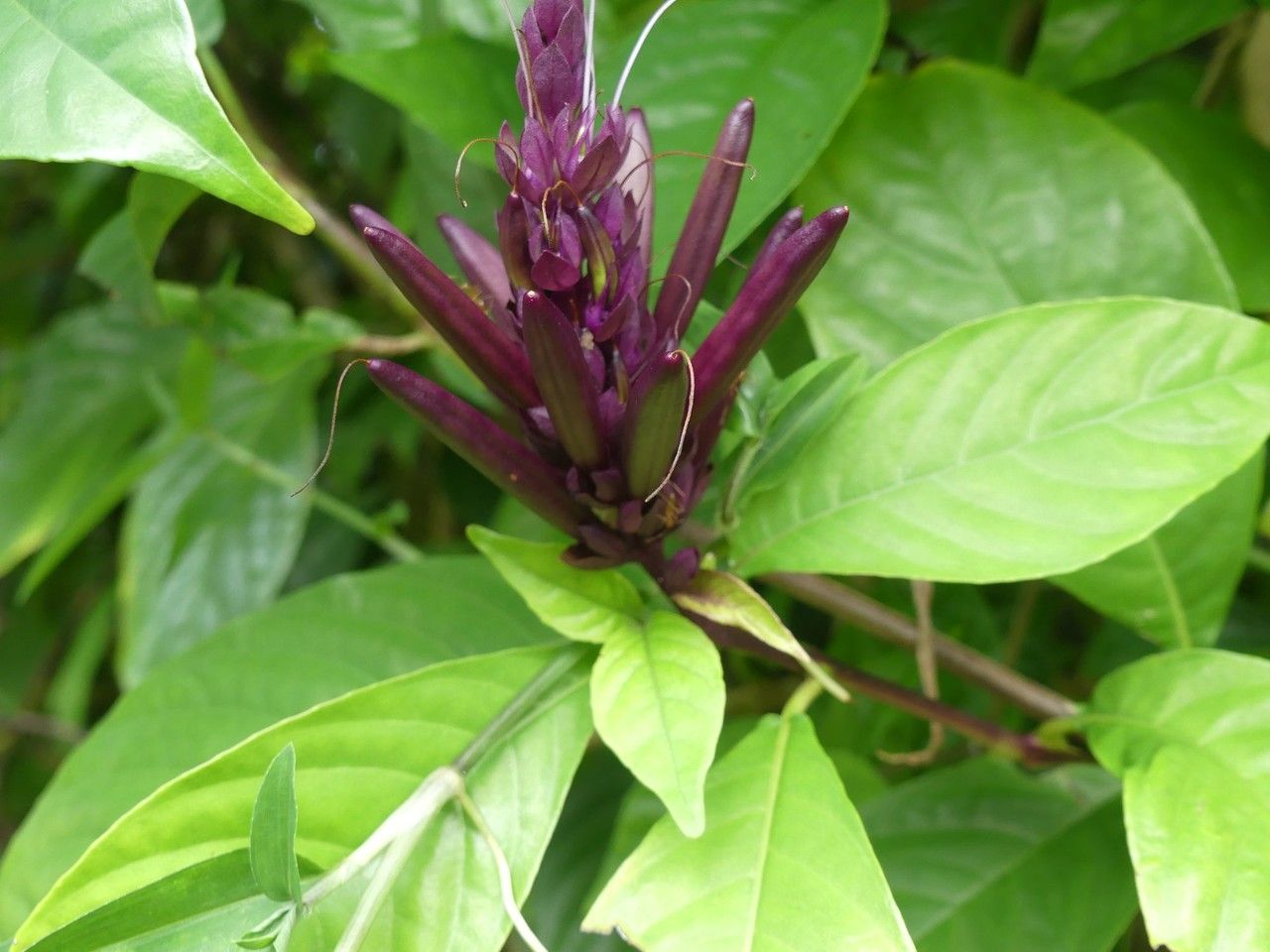 Phlogacanthus turgidus fruit