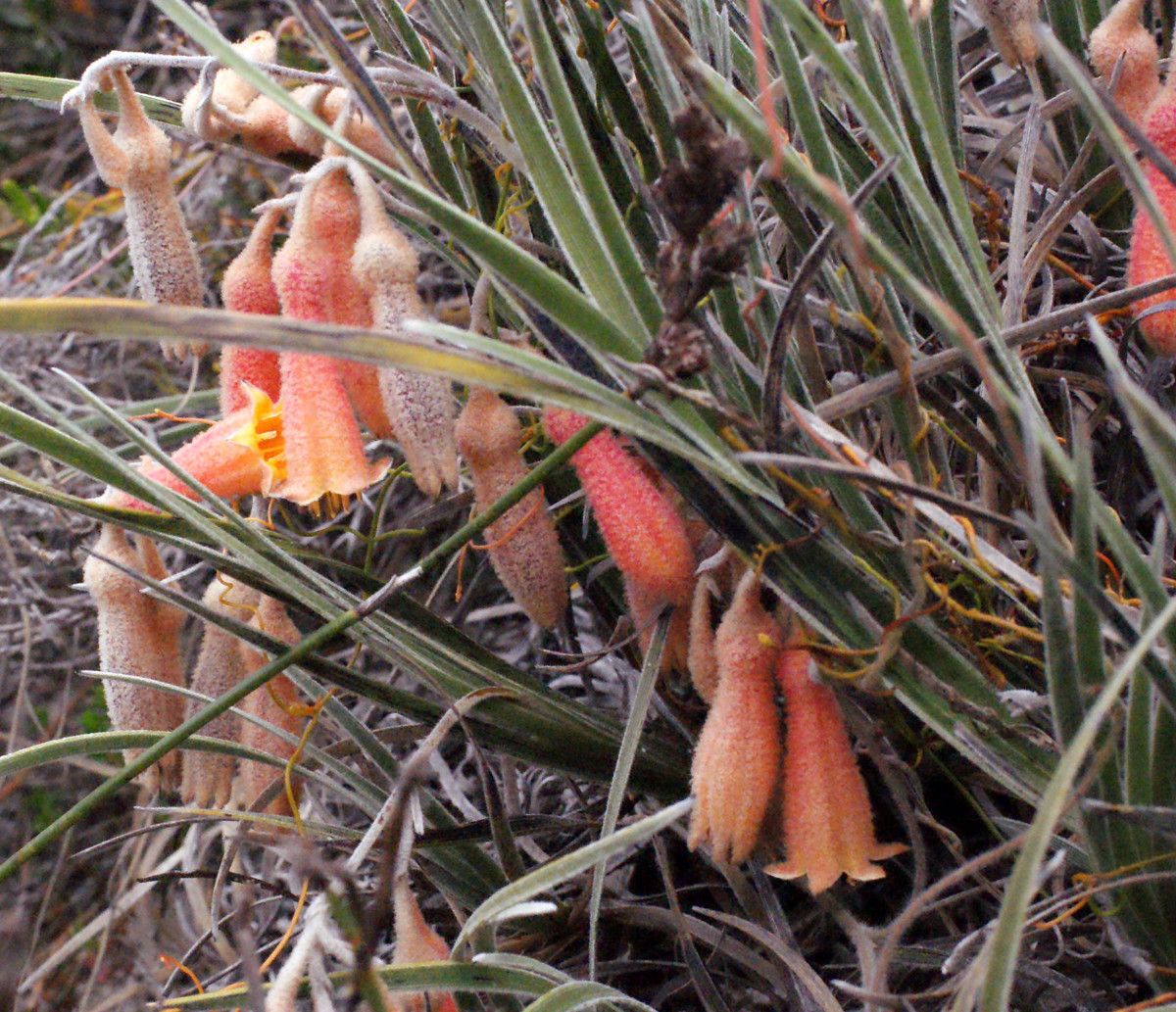 Blancoa canescens habit