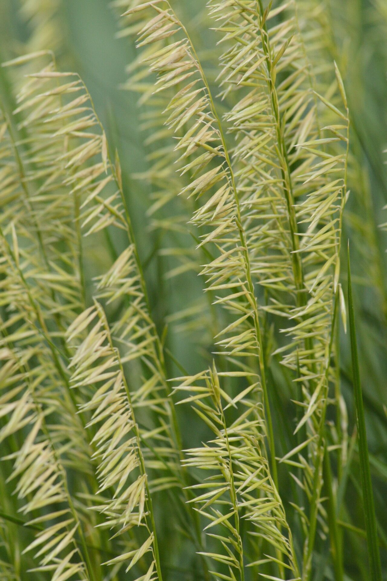 Melica macra — search result for 'Uruguay'