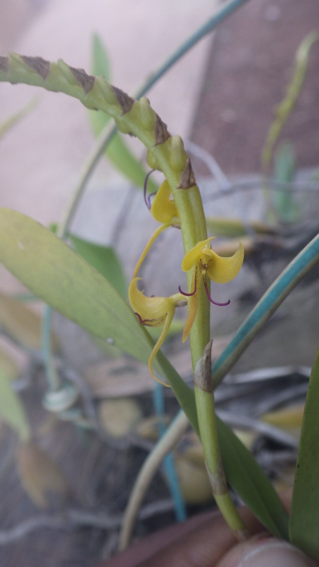 Bulbophyllum sandersonii flower