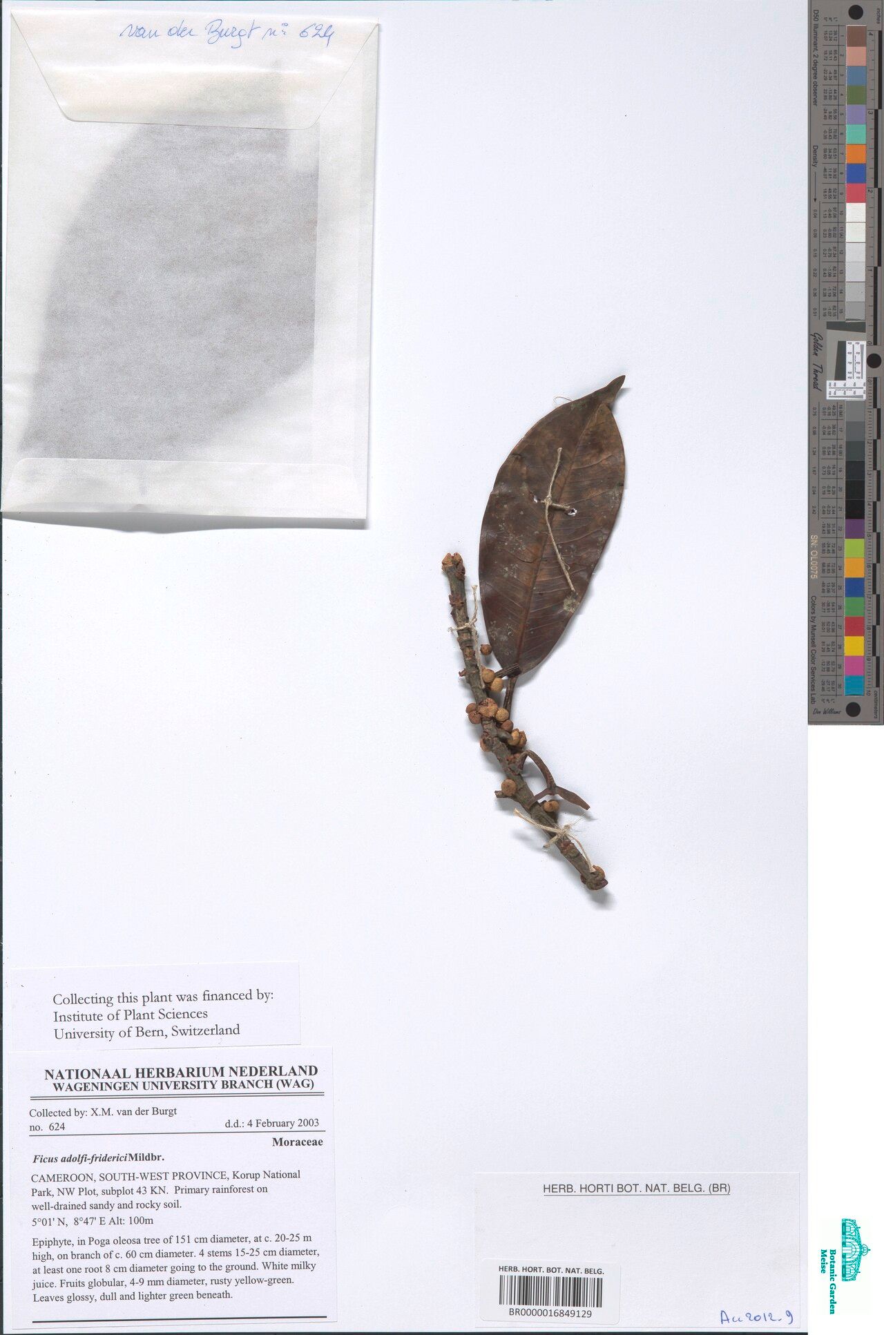 Ficus adolphi-friderici