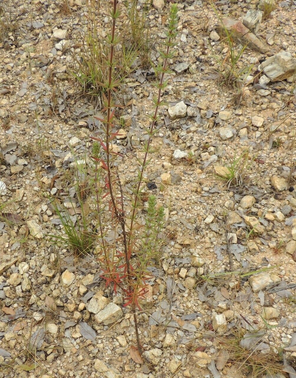 Anthospermum ternatum habit