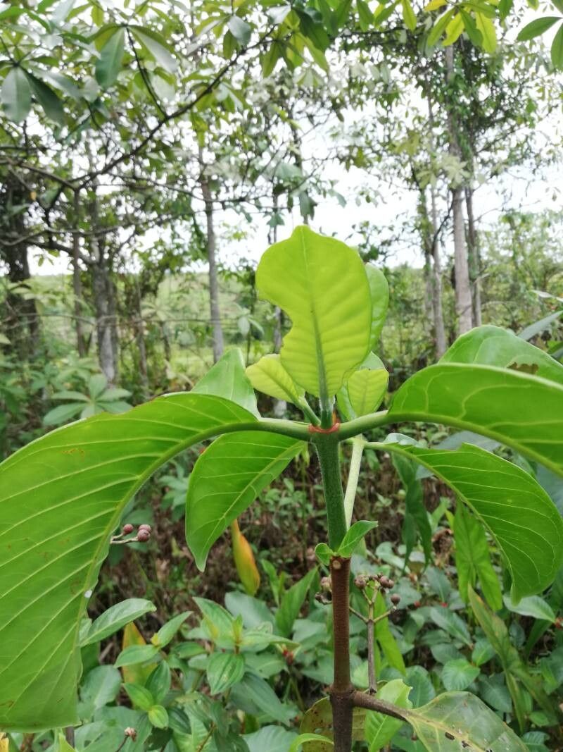 Psychotria venosa — houseplant care guide