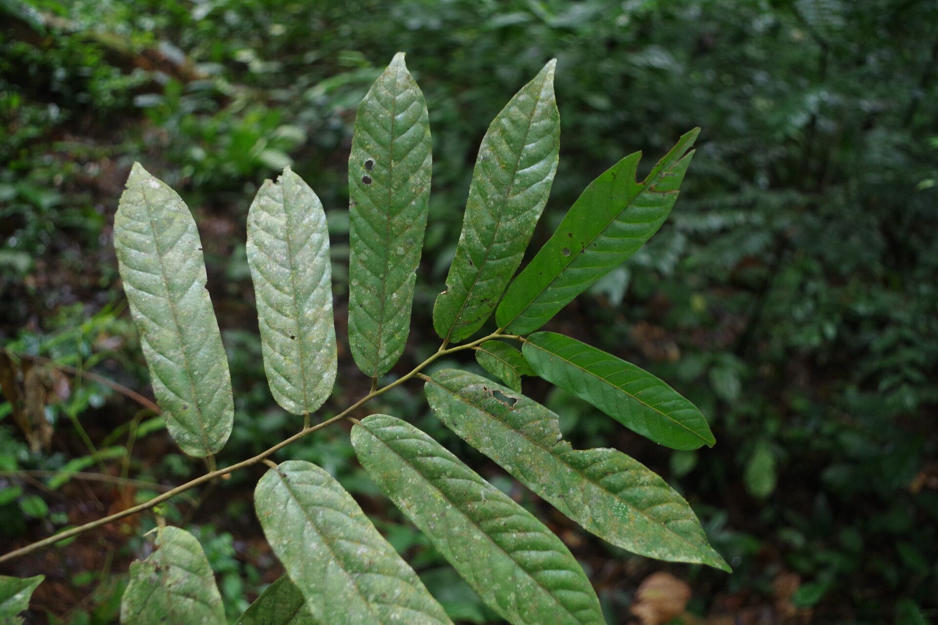 Uvaria psorosperma leaf
