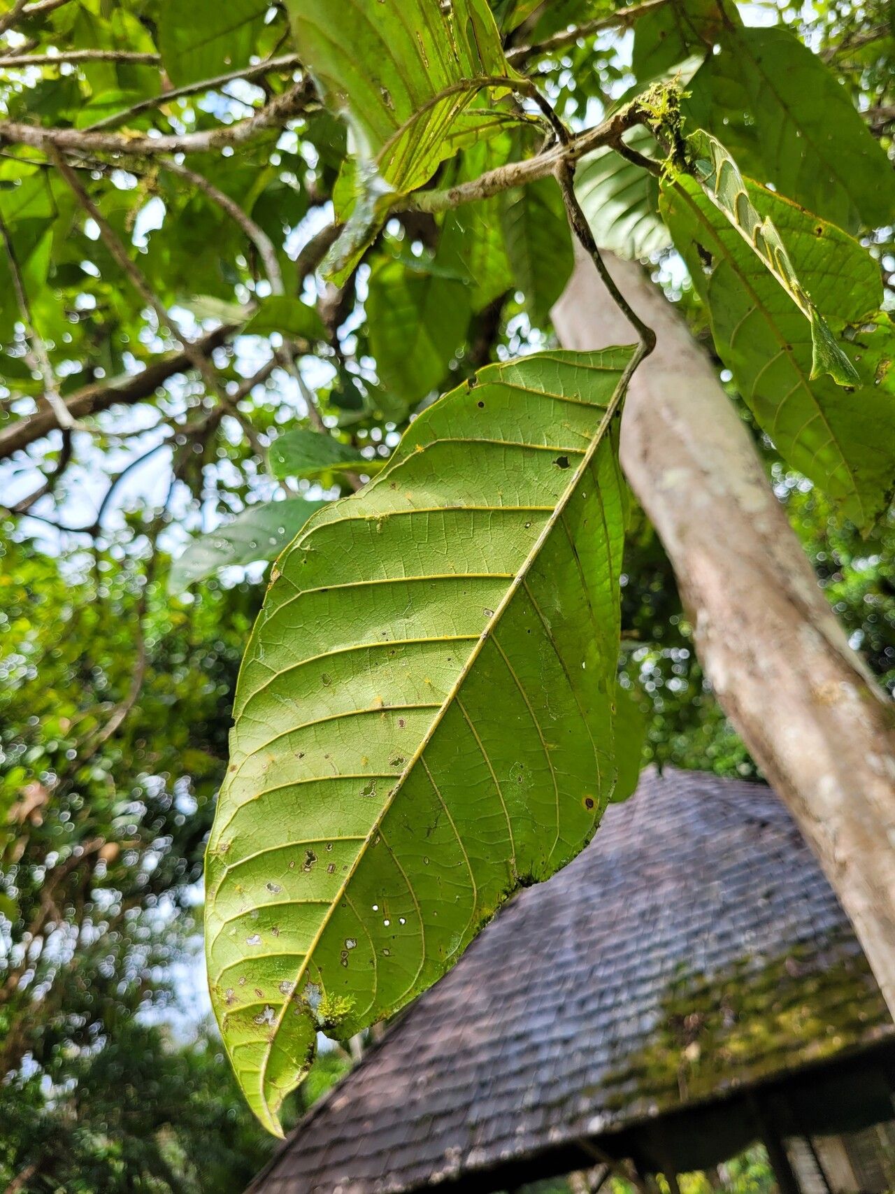 Sloanea synandra — houseplant care guide