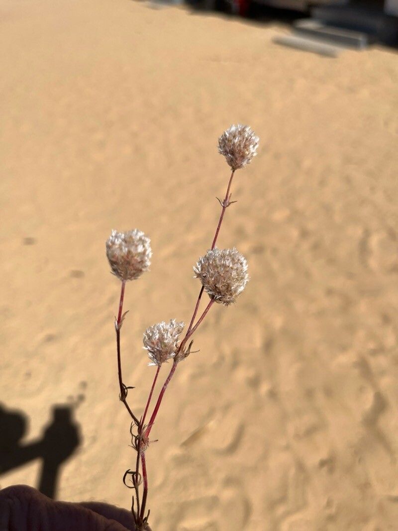 Polycarpaea corymbosa fruit