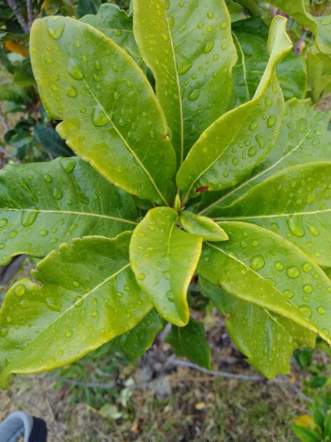 Pittosporum cherrieri — search result for 'Pittosporum'