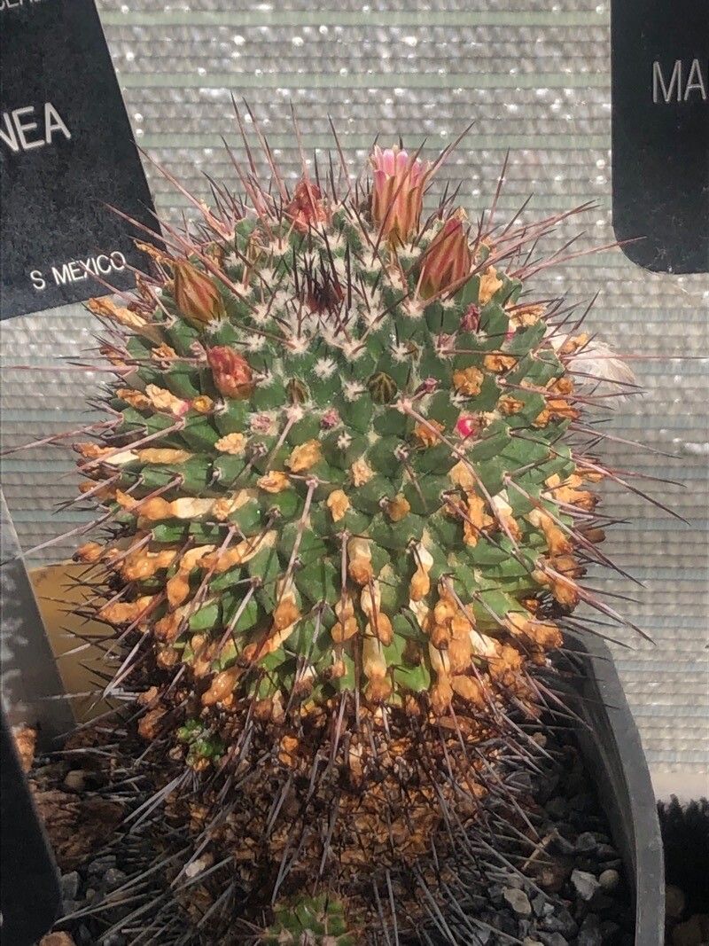 Mammillaria carnea leaf