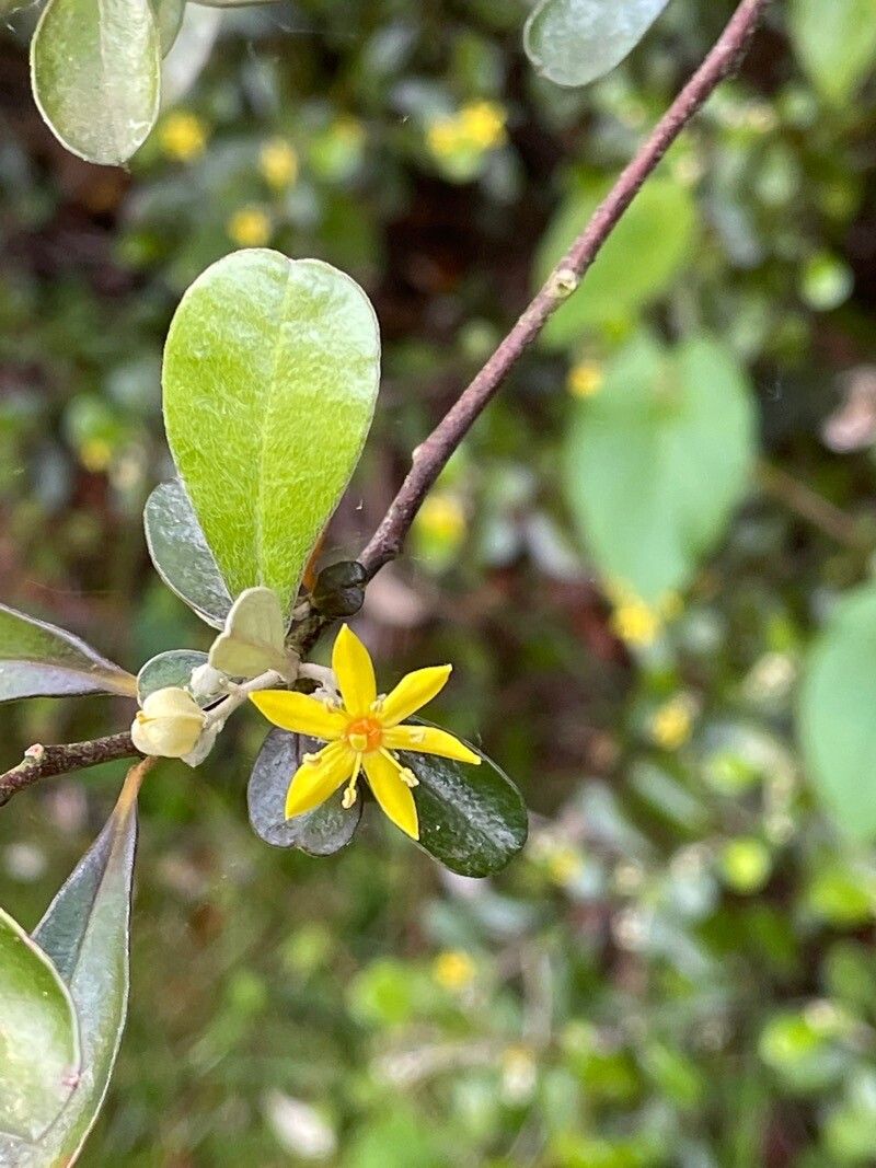 Corokia cotoneaster flower