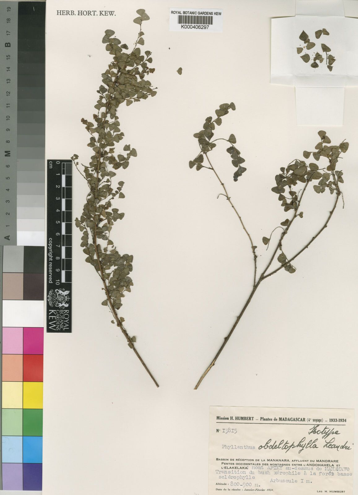 Phyllanthus obdeltophyllus — houseplant care guide