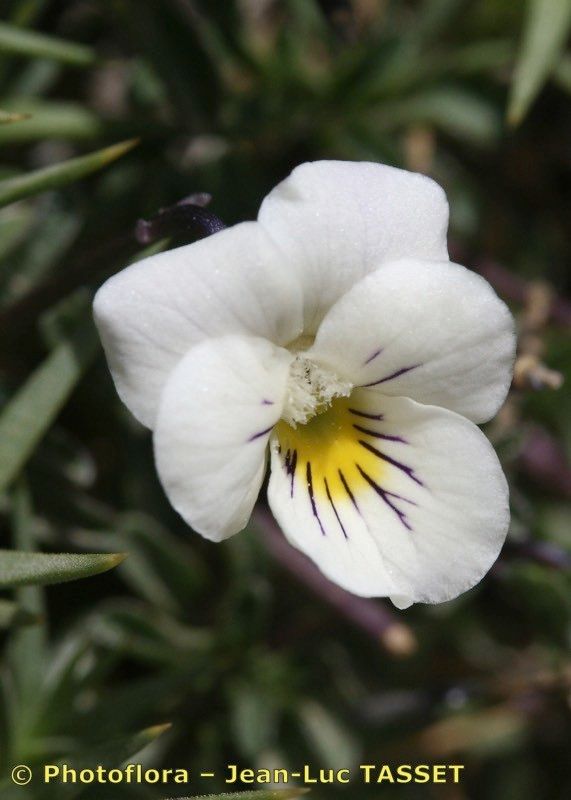 Viola crassiuscula flower