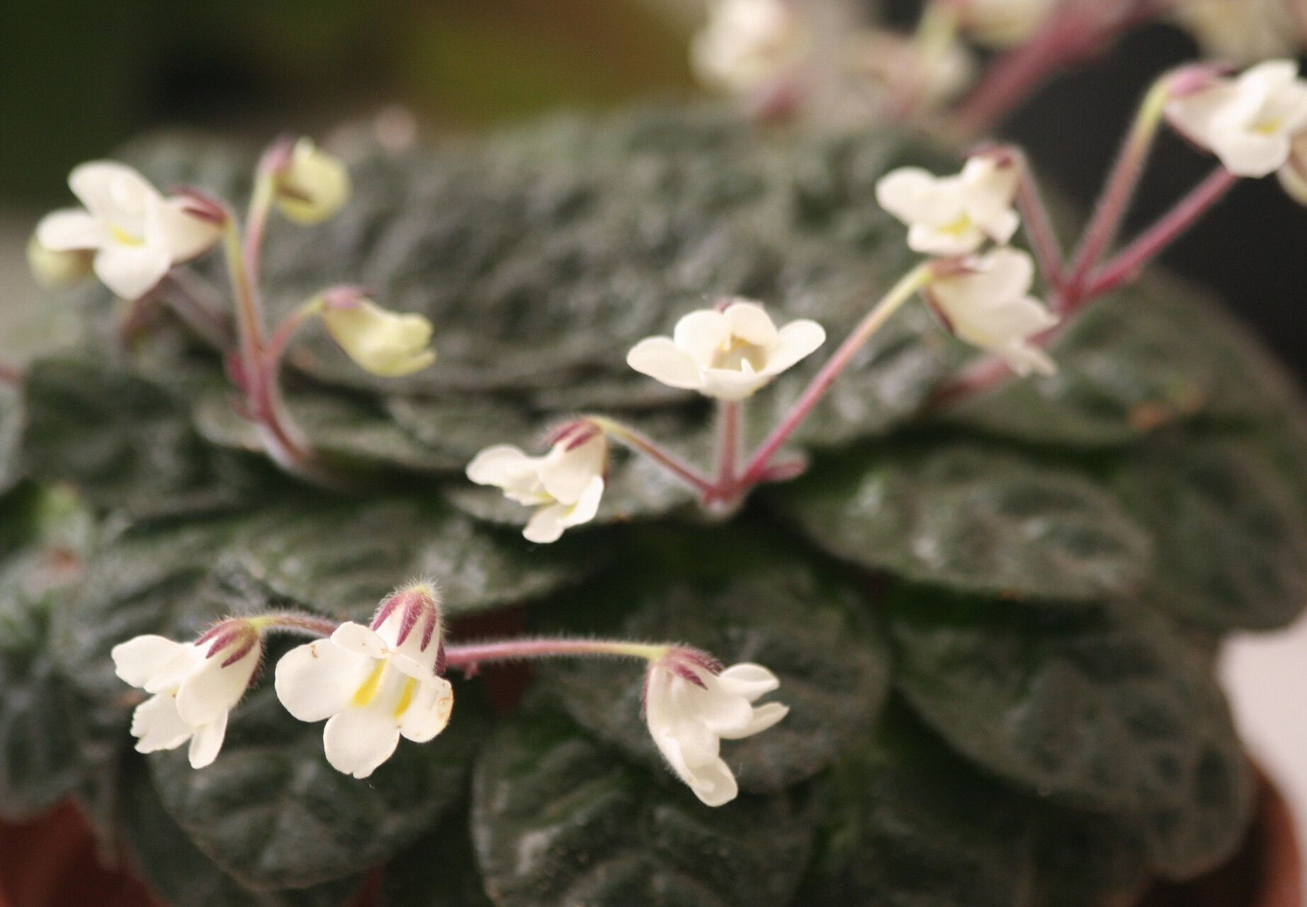 Petrocosmea chrysotricha — related species from the same genus