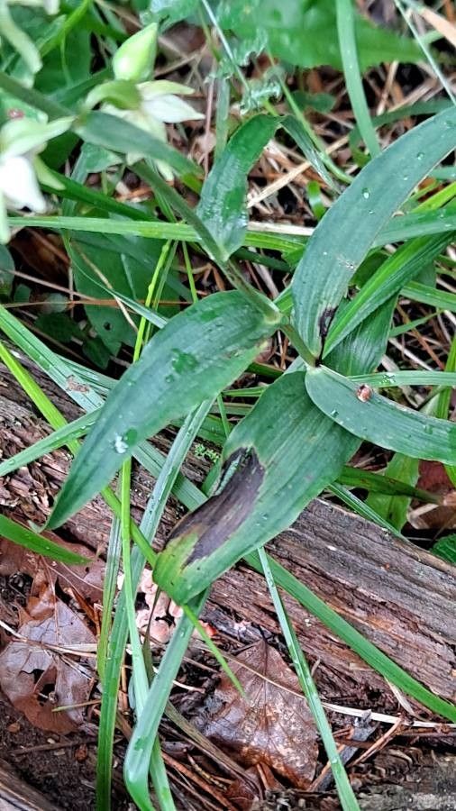 Epipactis leptochila leaf