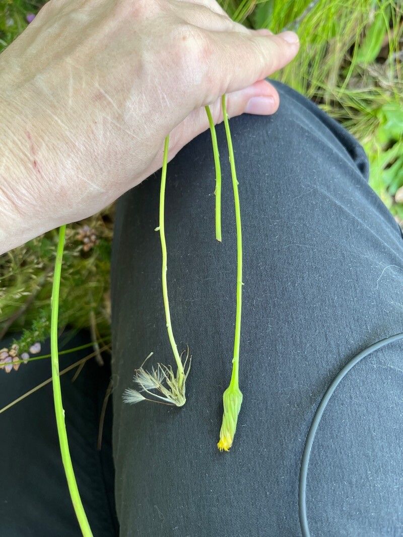 Hieracium tridentatum flower