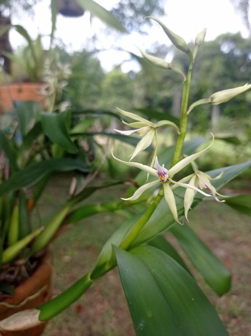 Prosthechea bulbosa — related species from the same genus