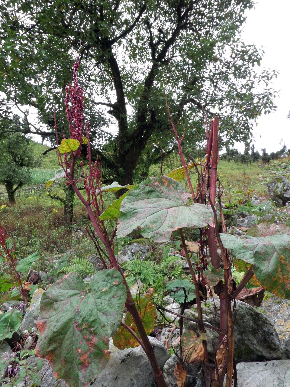 Rheum acuminatum habit