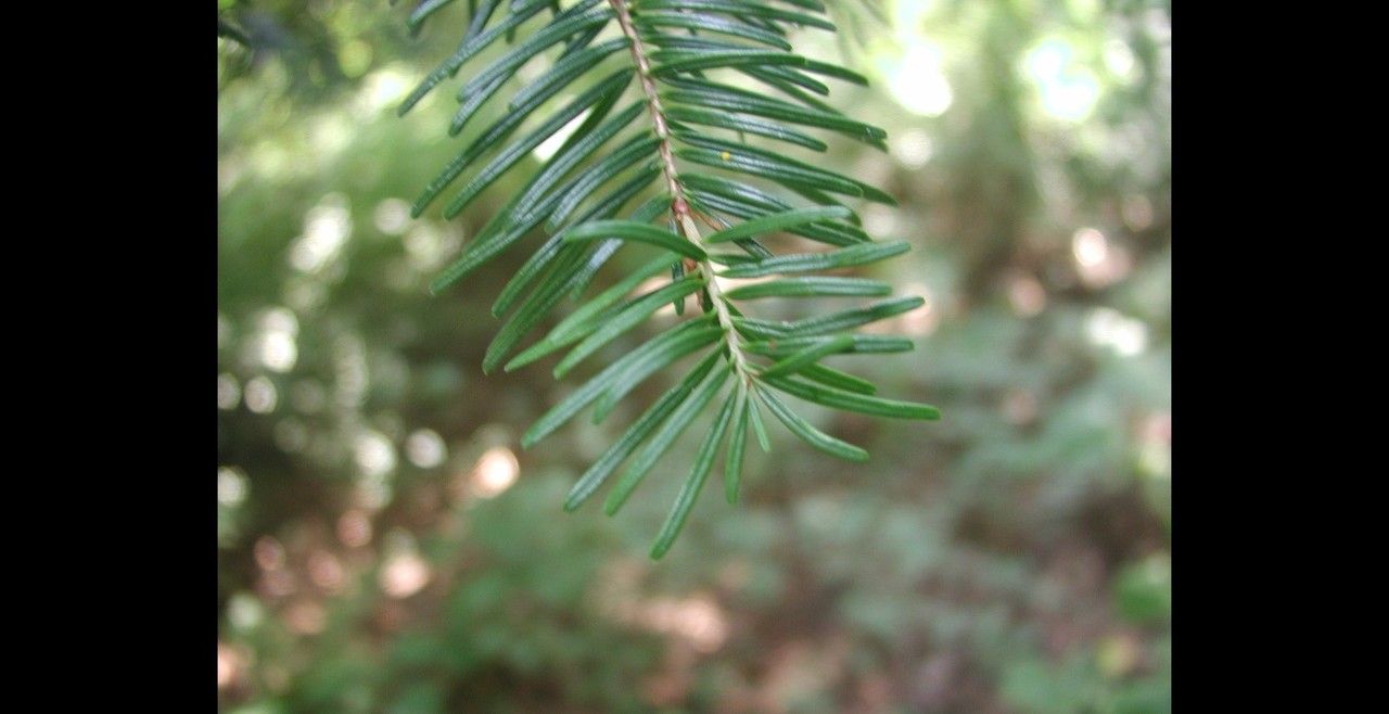 Abies veitchii leaf