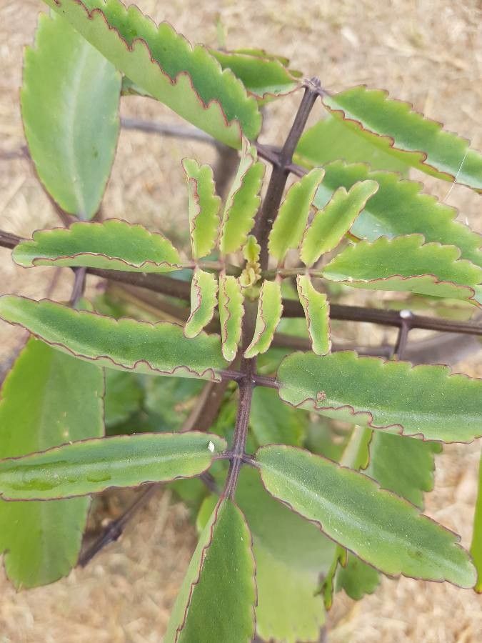 Kalanchoe pinnata