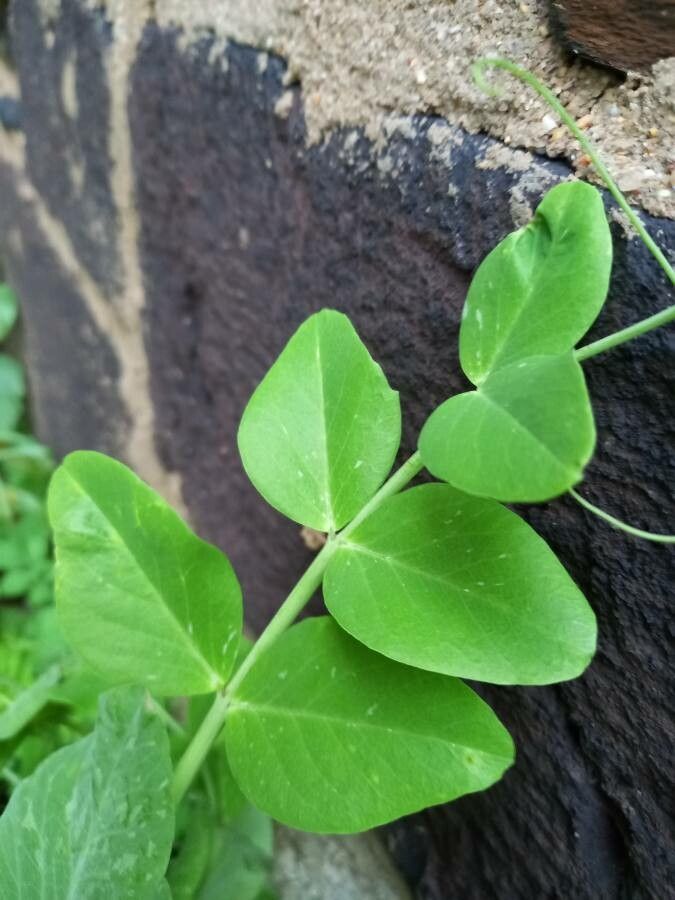 Pisum sativum leaf