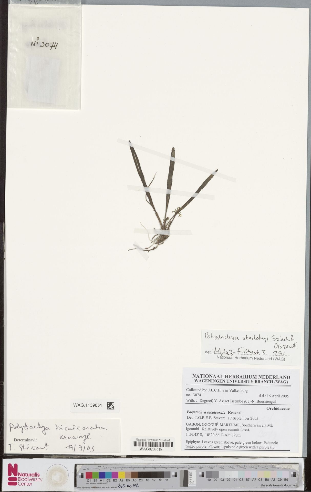 Polystachya stodolnyi — houseplant care guide