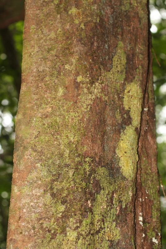 Eschweilera grandiflora bark