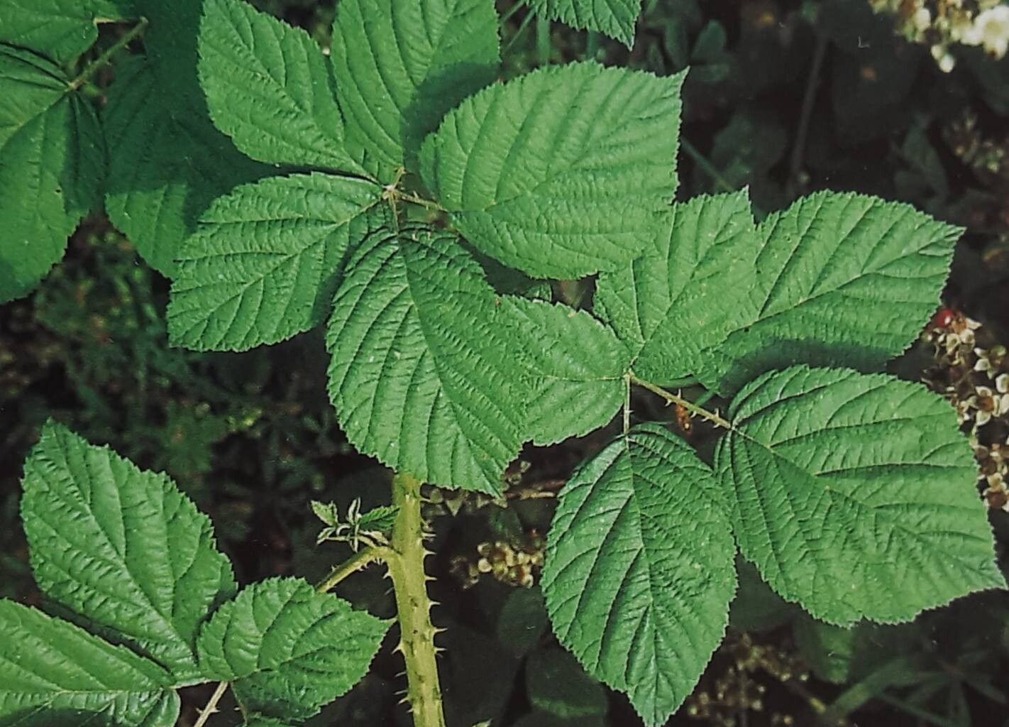 Rubus fasciculatiformis — houseplant care guide