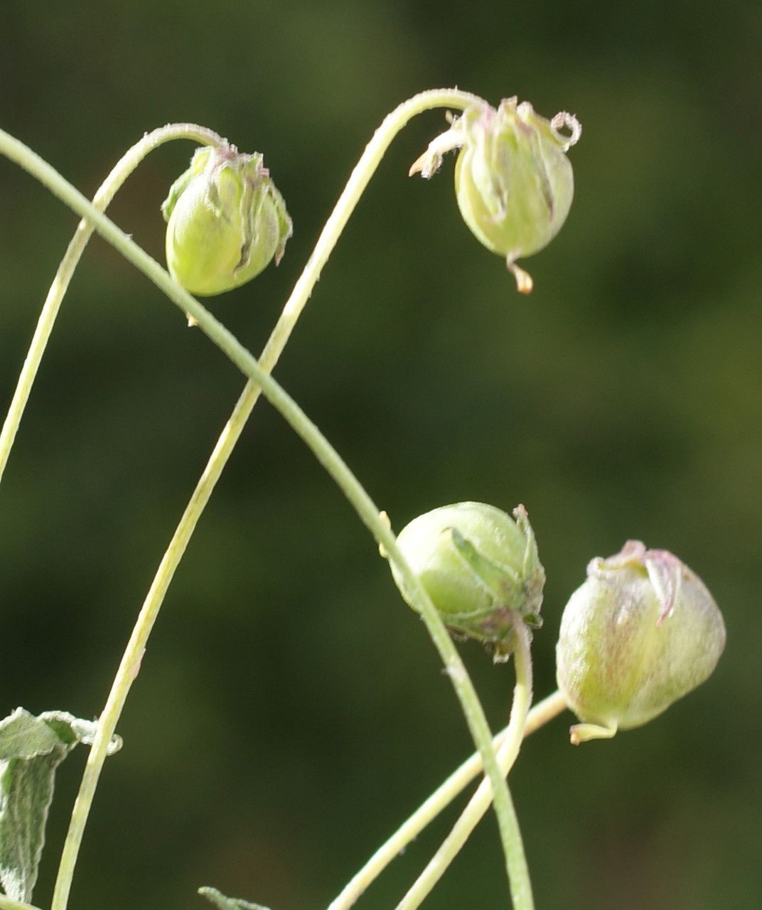 Viola scorpiuroides fruit