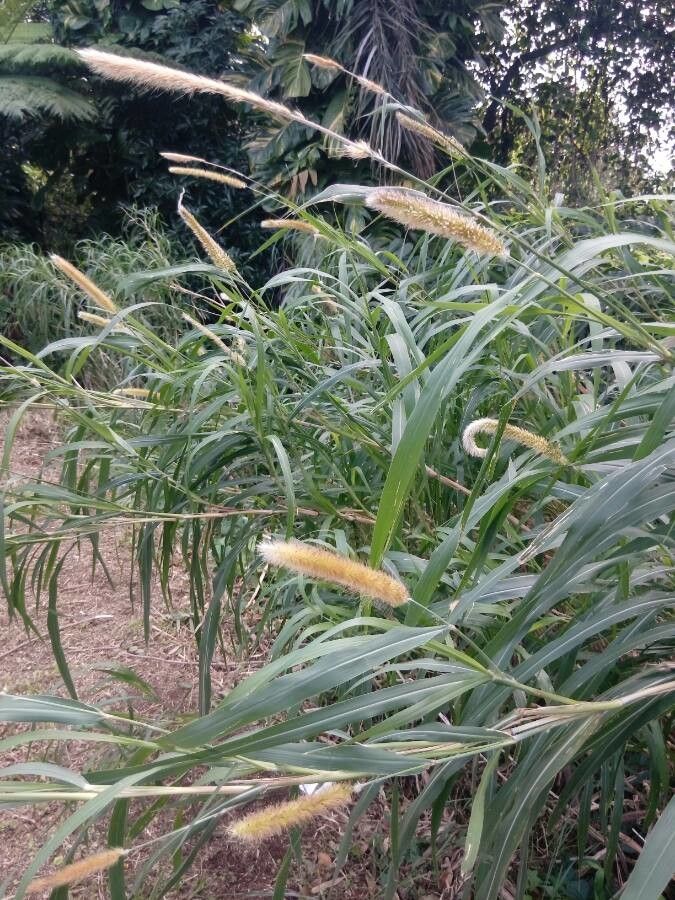 Pennisetum purpureum flower