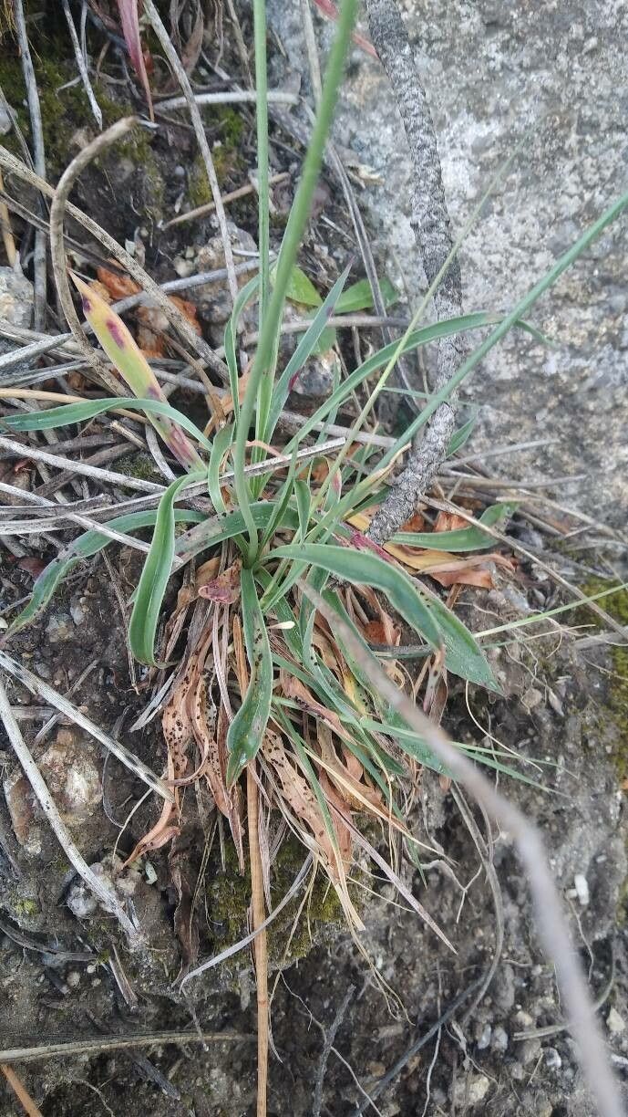 Armeria transmontana — houseplant care guide