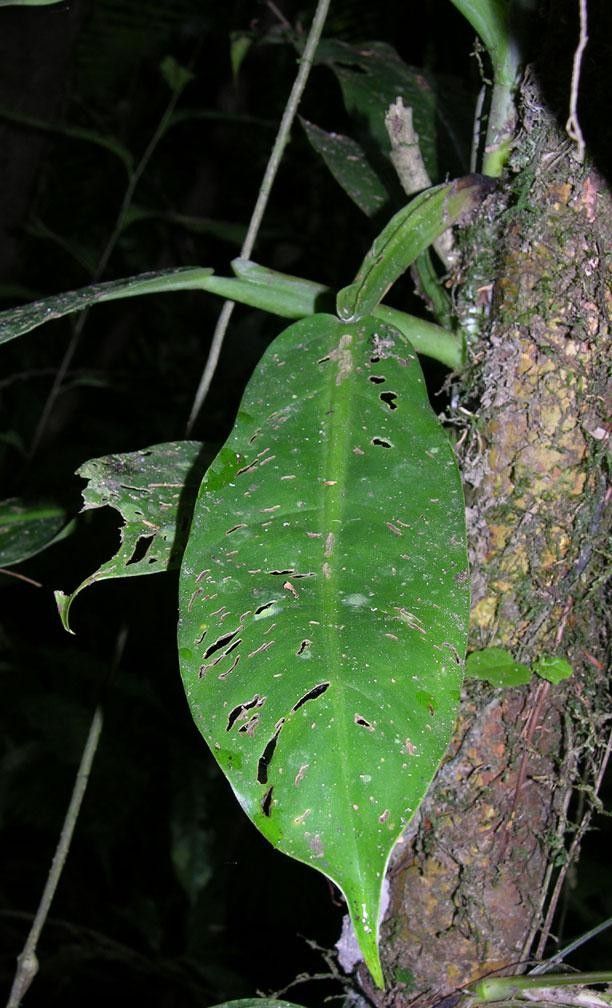 Philodendron ligulatum leaf