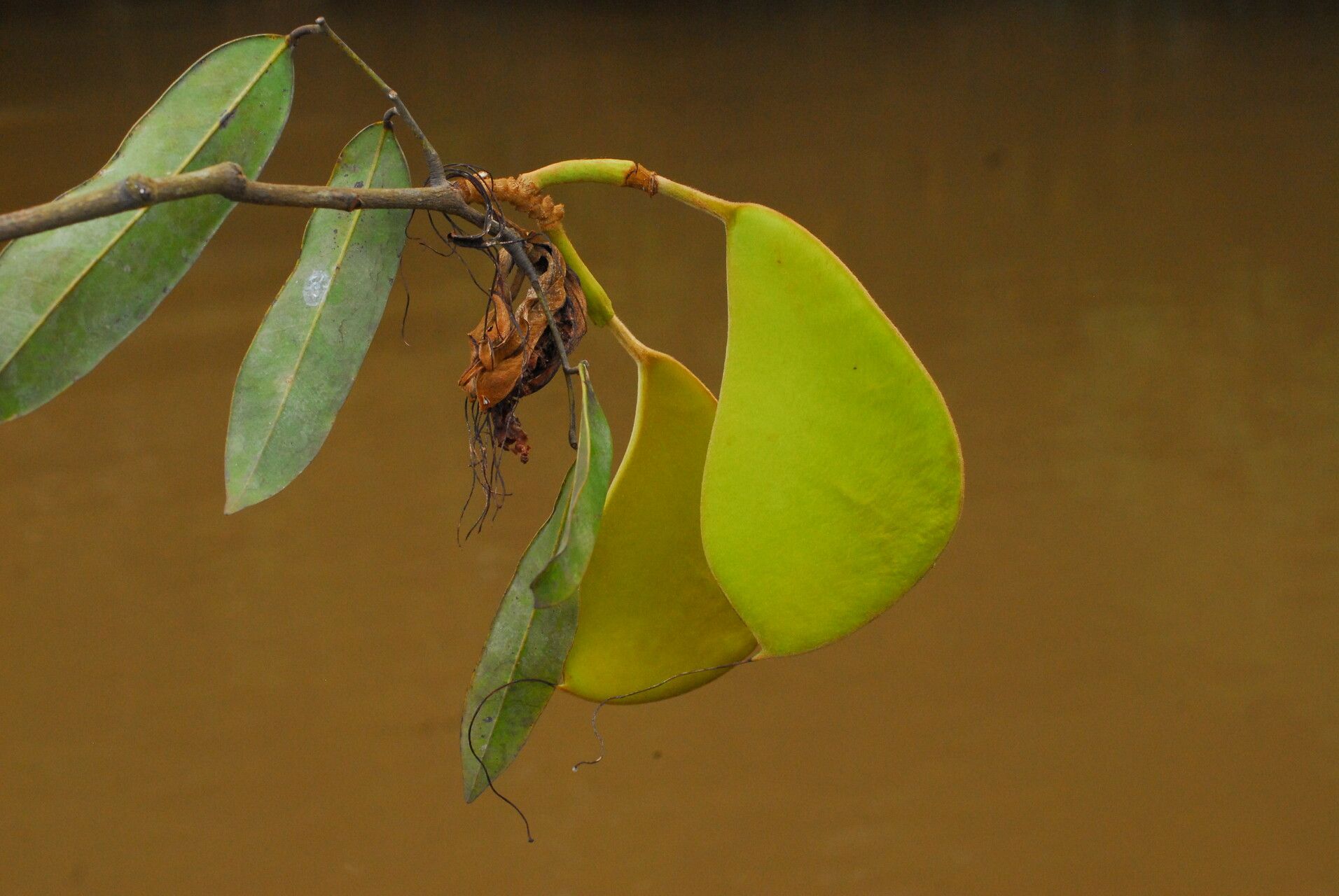 Baikiaea robynsii leaf