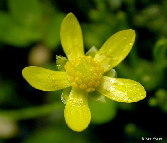 Ranunculus gormanii — houseplant care guide