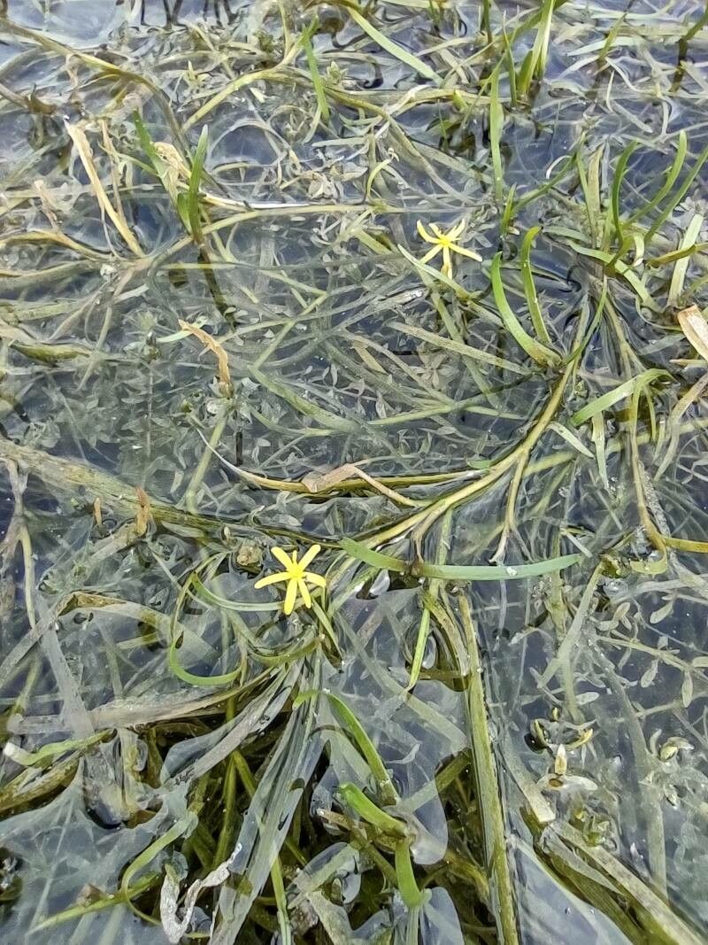 Heteranthera dubia — search result for 'Pontederiaceae'